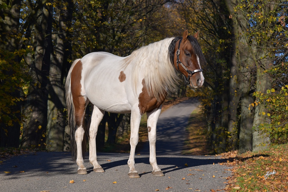 QT Color Poco Hingohi