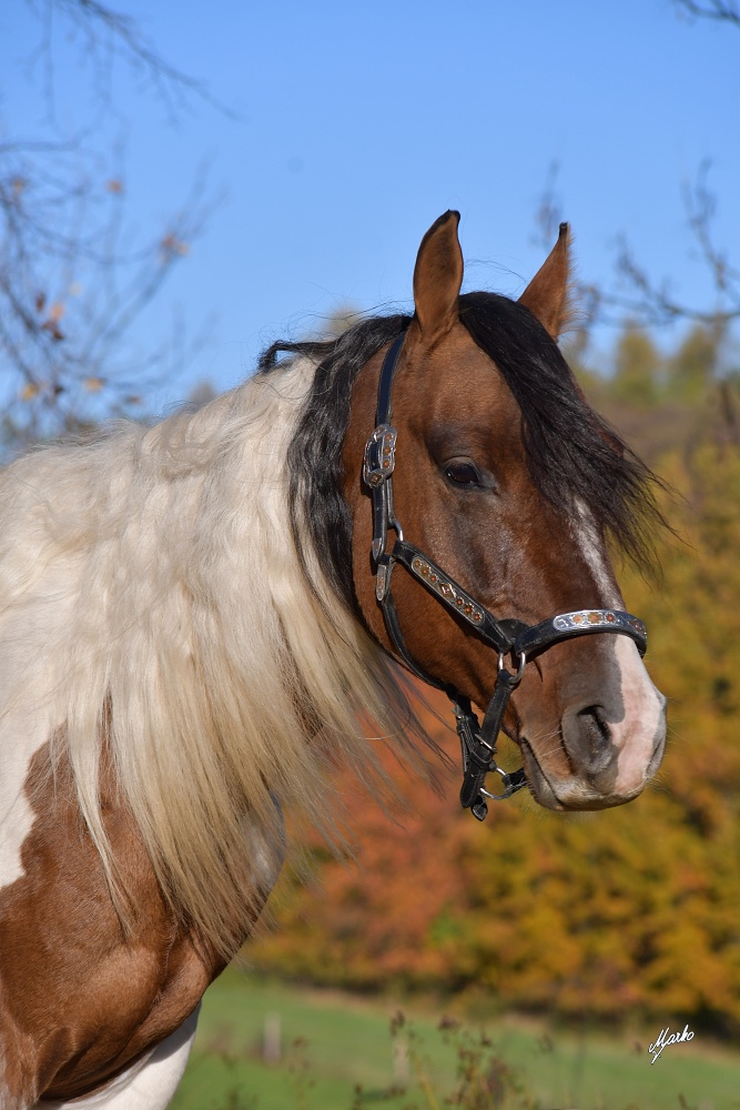 QT Color Poco Hingohi